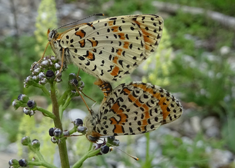 Nymphalidae......accoppiamento di Melitaea didyma